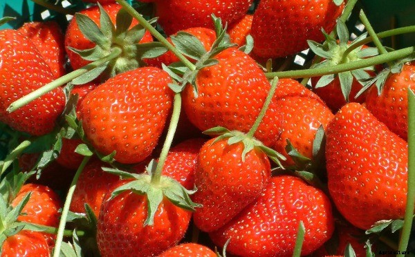 Strawberry Growing Information Guide