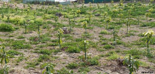 Avocado Cultivation Information Guide