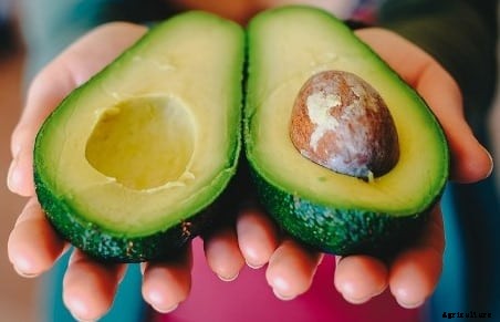 Avocado Cultivation Information Guide