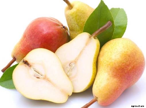 Pear Fruit Growing Information Guide