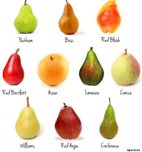 Pear Fruit Growing Information Guide