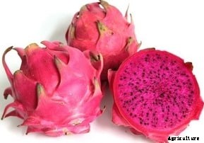 Dragon Fruit Farming Information Guide