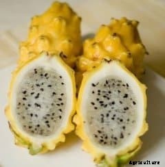 Dragon Fruit Farming Information Guide