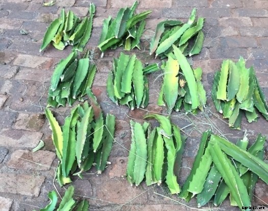 Dragon Fruit Farming Information Guide