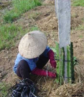 Dragon Fruit Farming Information Guide