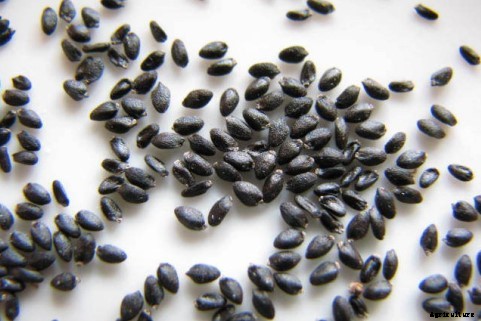 Dragon Fruit Farming Information Guide