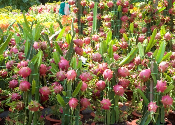 Dragon Fruit Farming Information Guide