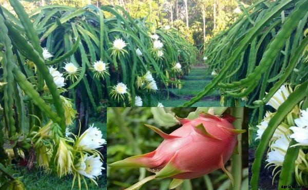 Dragon Fruit Farming Information Guide