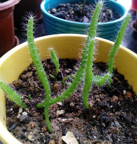 Dragon Fruit Farming Information Guide