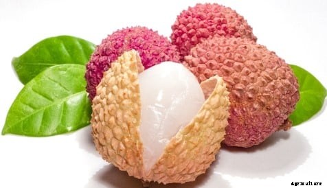 Lychee Fruit Cultivation Information Guide
