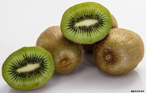 Kiwi Cultivation Information Guide
