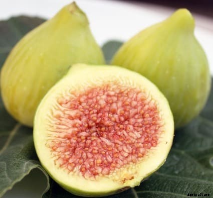 Fig Cultivation Information Guide
