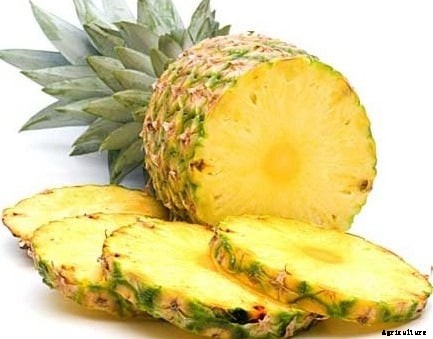 Pineapple Cultivation Information Guide