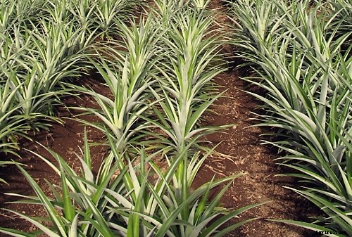 Pineapple Cultivation Information Guide