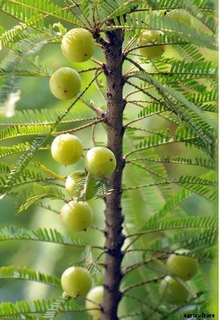Gooseberry Farming (Amla) Information Guide