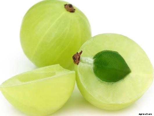 Gooseberry Farming (Amla) Information Guide