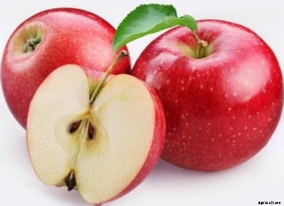 Apple Cultivation Information Guide
