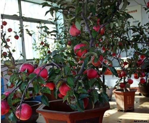Apple Cultivation Information Guide