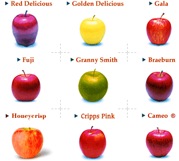 Apple Cultivation Information Guide