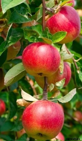 Apple Cultivation Information Guide