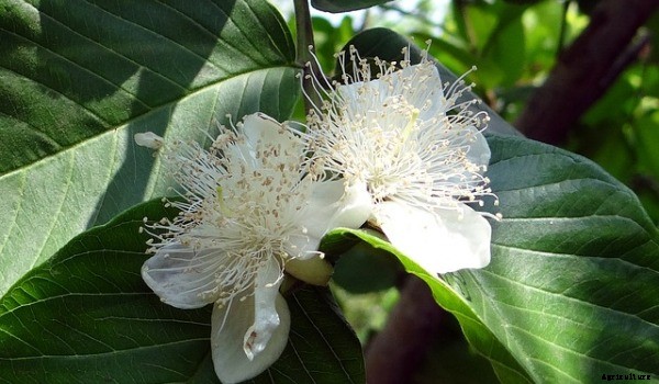 Guava Cultivation Information Guide