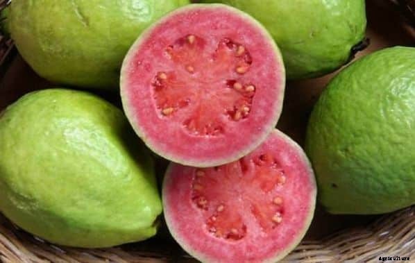 Guava Cultivation Information Guide