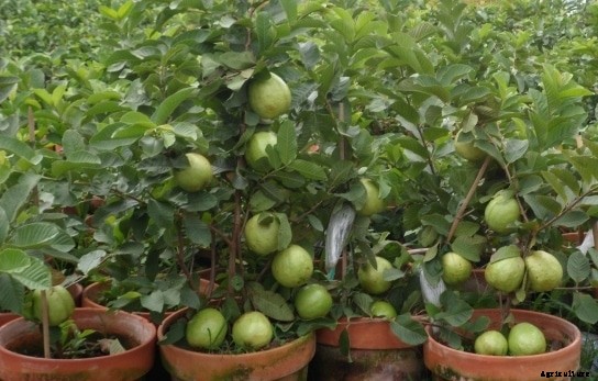 Guava Cultivation Information Guide