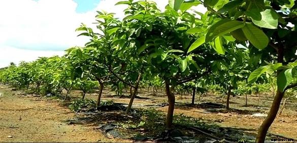 Guava Cultivation Information Guide