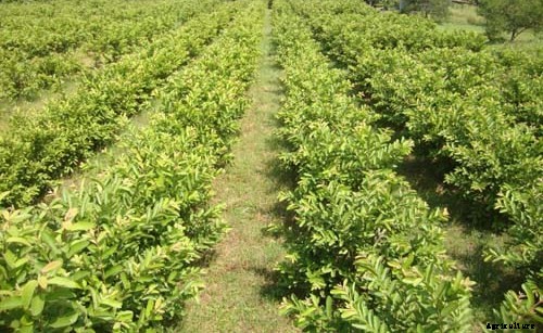 Guava Cultivation Information Guide
