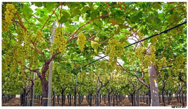 Grape Cultivation Information Guide