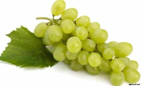Grape Cultivation Information Guide
