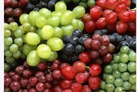 Grape Cultivation Information Guide