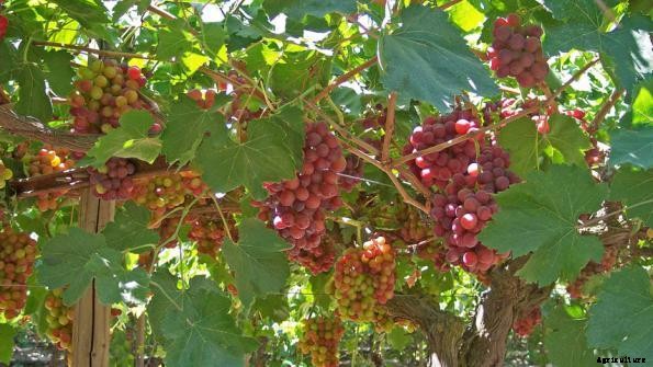 Grape Cultivation Information Guide