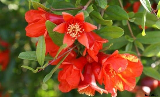 Pomegranate Cultivation Information Guide