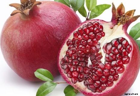 Pomegranate Cultivation Information Guide