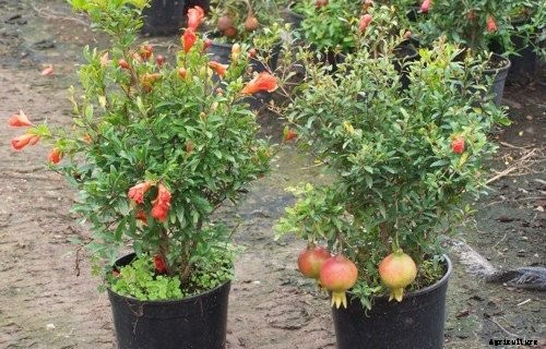 Pomegranate Cultivation Information Guide