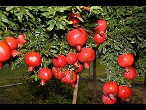 Pomegranate Cultivation Information Guide