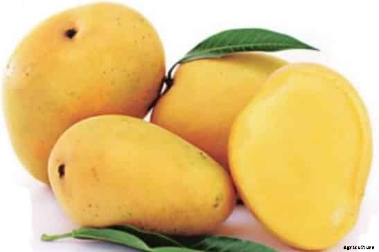 Mango Farming Information Guide