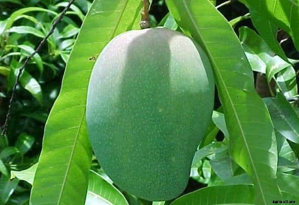 Mango Farming Information Guide