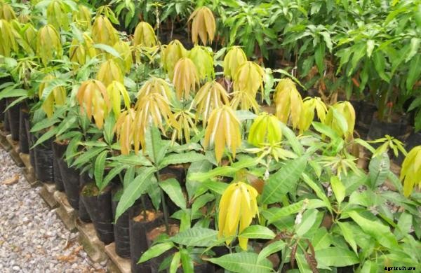 Mango Farming Information Guide