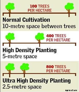 Mango Farming Information Guide