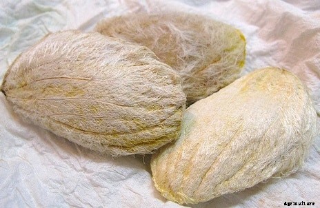 Mango Farming Information Guide