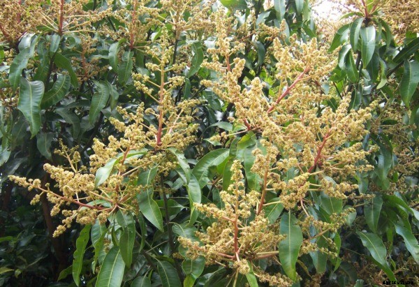 Mango Farming Information Guide