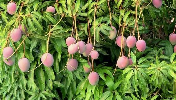 Mango Farming Information Guide