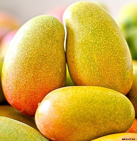 Mango Farming Information Guide