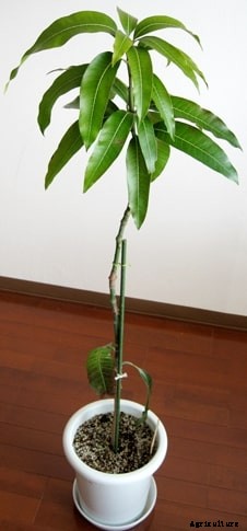 Mango Farming Information Guide