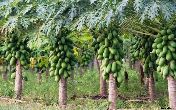 Papaya Farming Information Guide