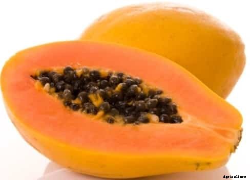 Papaya Farming Information Guide
