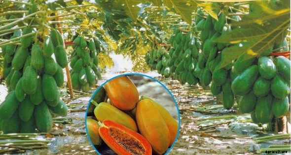 Papaya Farming Information Guide