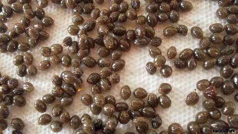 Papaya Farming Information Guide